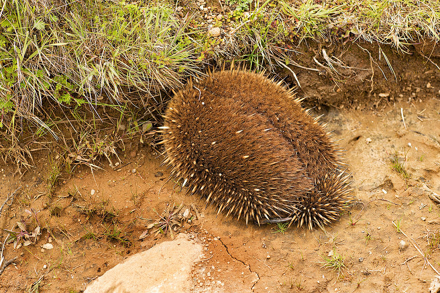 Echidna burrowing for protection #2 Photograph by Slovegrove