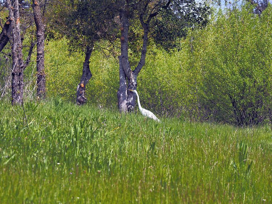 Egret Hunting #2 Photograph by Richard Thomas