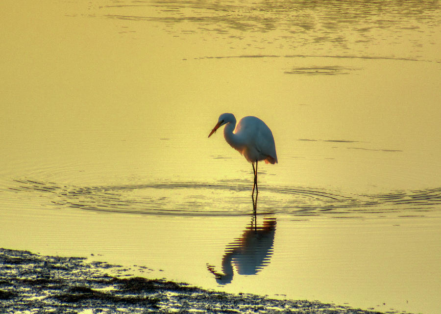 Egret on the Bass River at Sunrise #3 Photograph by Scott Hufford