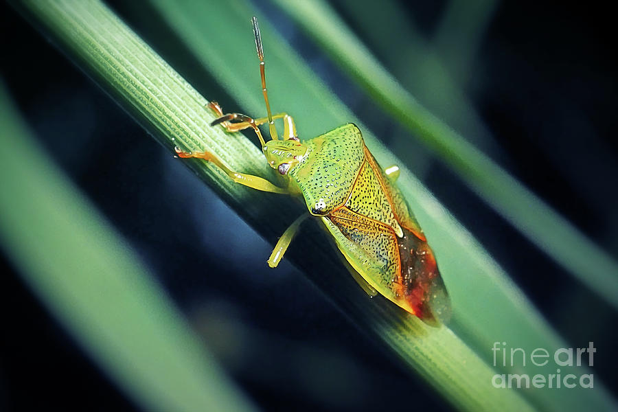 Wildlife Photograph - Elasmostethus interstinctus Birch Shieldbug Insect #2 by Frank Ramspott