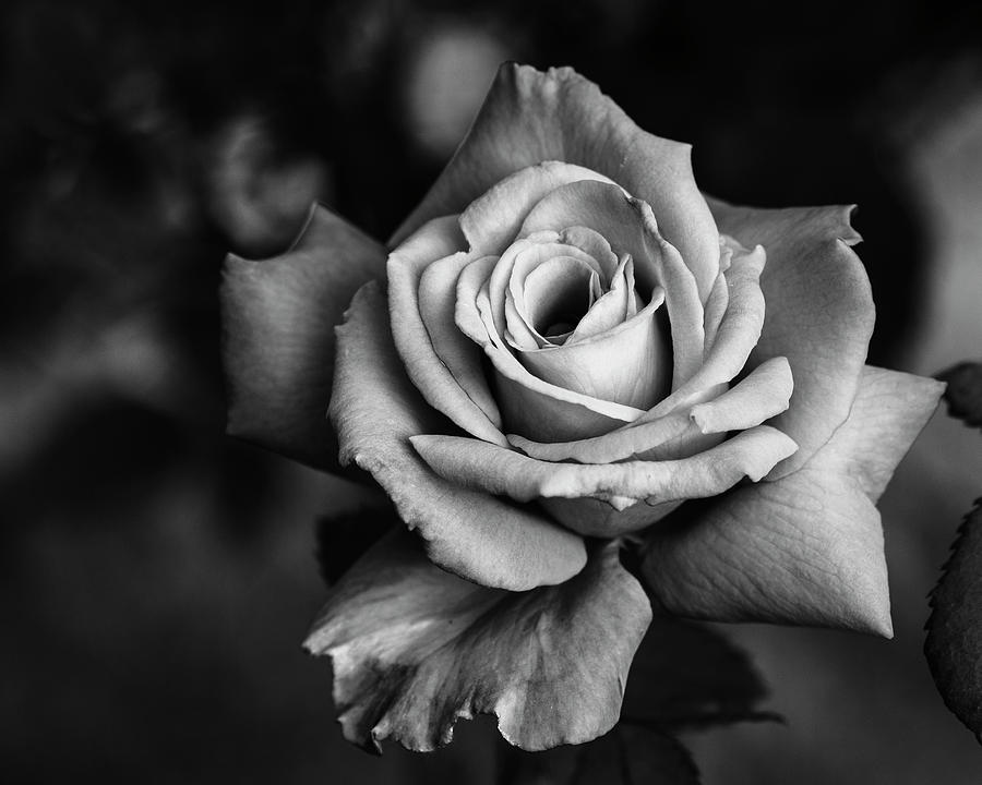 Elegant Rose in monochrome #2 Photograph by Vishwanath Bhat