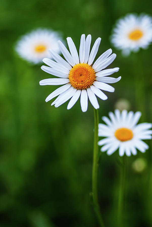 Elegant white daisies #2 Photograph by Vishwanath Bhat