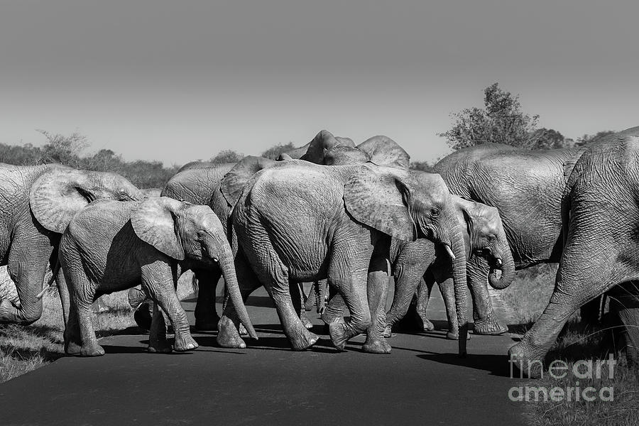 Elephant Crossing #2 Photograph by Jamie Pham