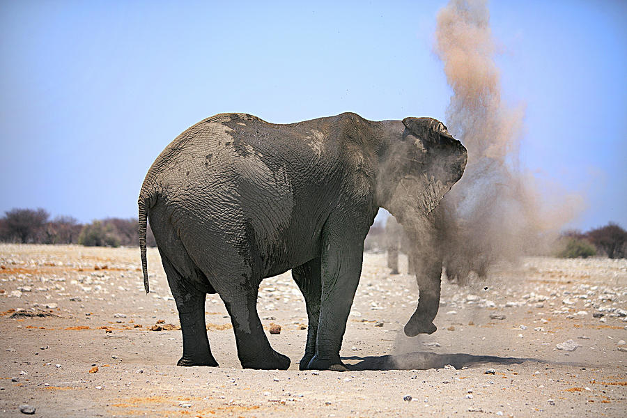Elephant Dust Bath Photograph by Paula Joyce Fine Art America