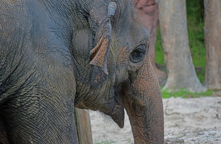Elephant #2 Photograph by Larah McElroy