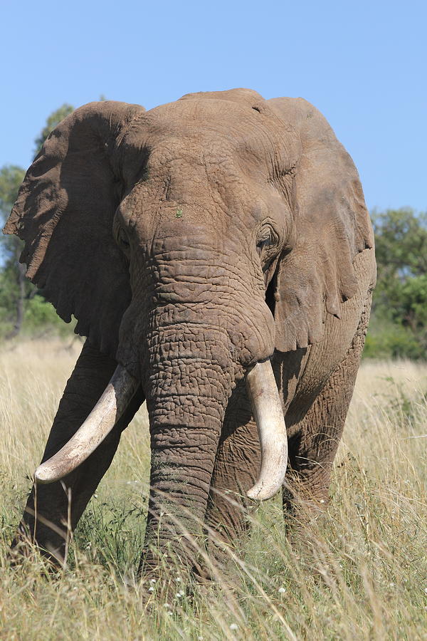 Elephant #2 Photograph by Natalie Hiller - Fine Art America