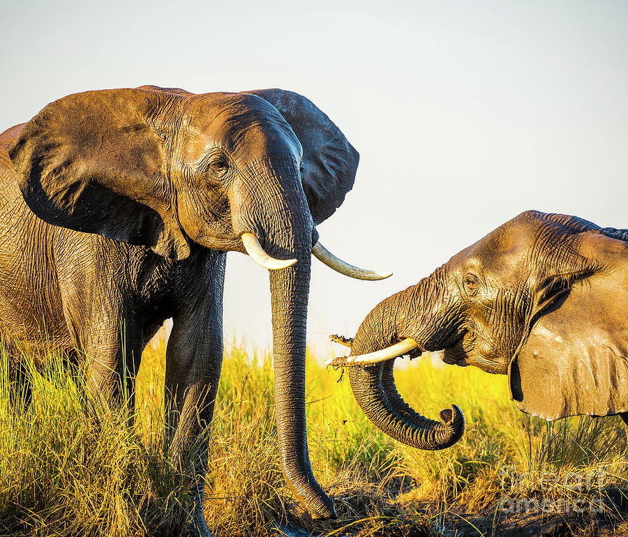 Elephants Playing In Mud Photograph