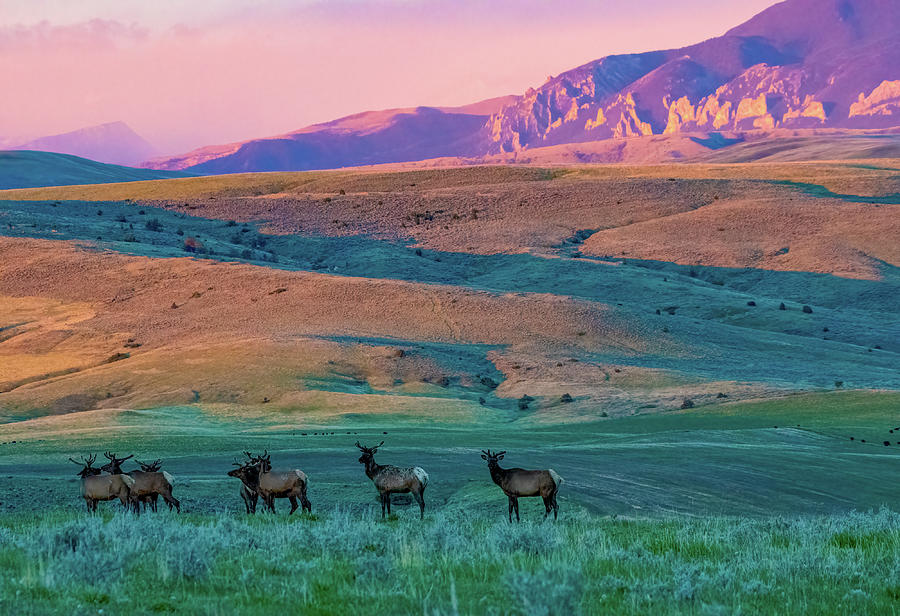 Elk At Sunrise #2 Photograph by Gary Beeler