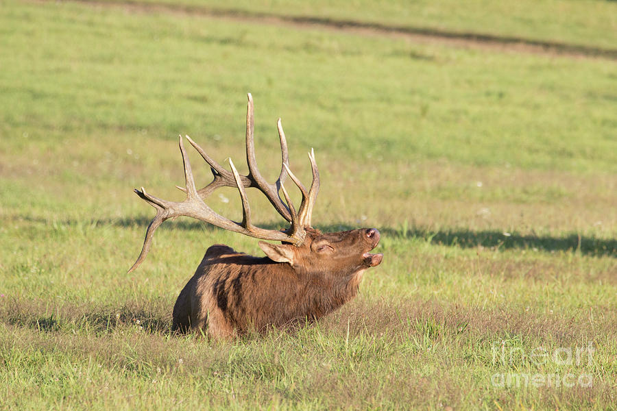 Elk Bugling Photograph by Jeannette Hunt