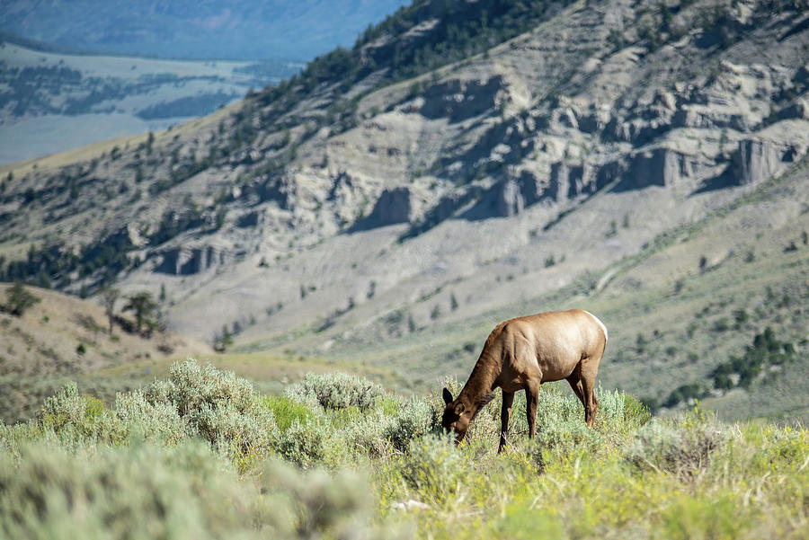 Elk In The Mountains Of Yellowstone  #2 Photograph by Alex Grichenko