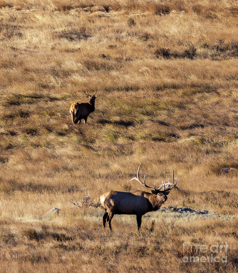 Elk Rut In Rocky Mountain National Park Photograph