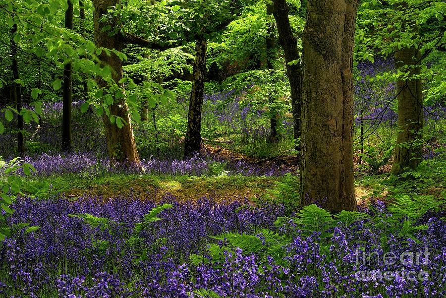English Bluebell Woodland #2 Photograph by Martyn Arnold