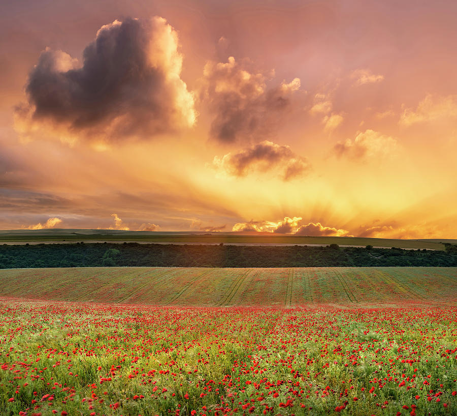 Epic landscape image of poppy field in English countryside durin