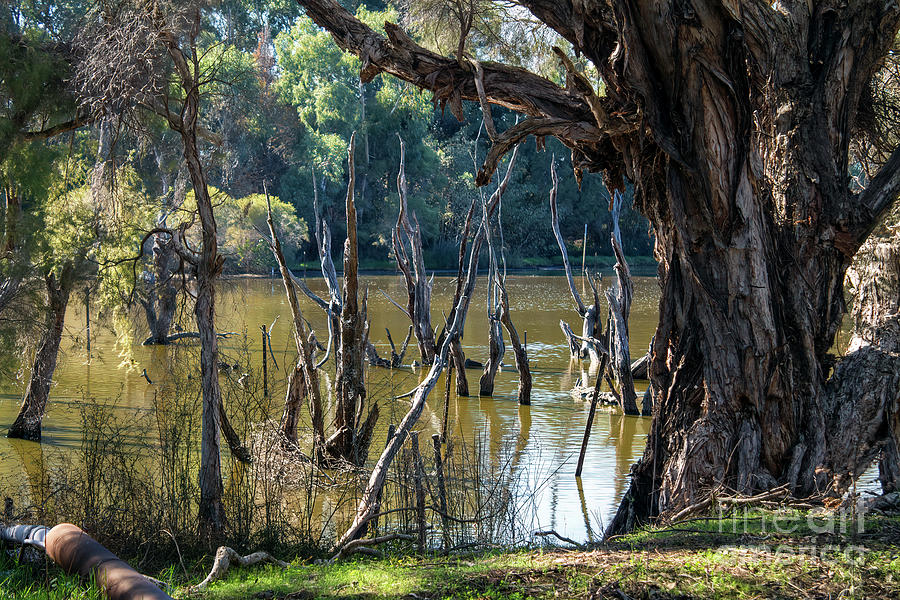 Eric Singleton Bird Sanctuary, Bayswater, Western Australia  Photograph by Elaine Teague