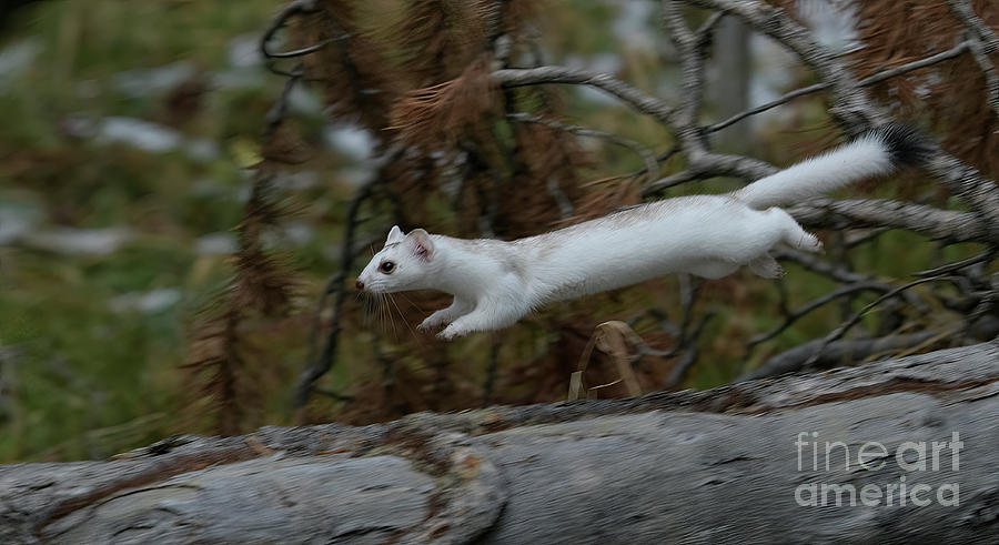 Ermine Weasel Photograph by Patrick Nowotny