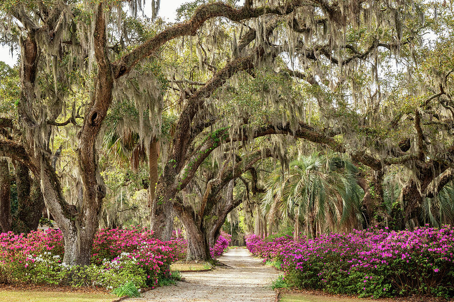 Estherville Plantation, Georgetown, South Carolina #2 Photograph by Dawna Moore Photography