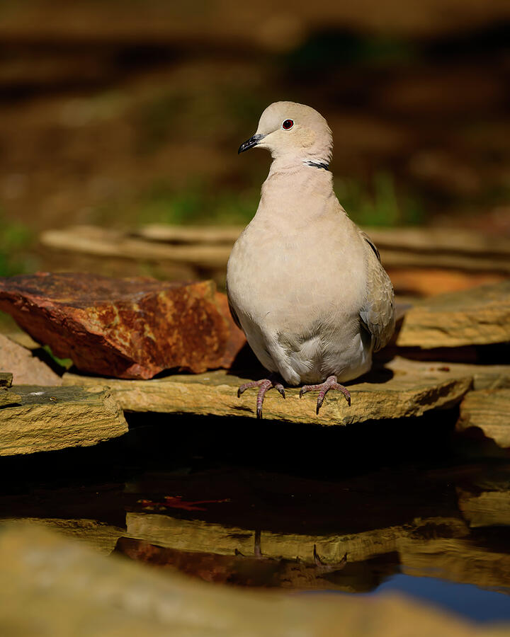 Eurasian Collared Dove #2 Photograph by Gary Langley