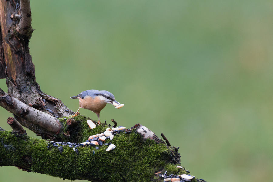 Eurasian nuthatch #2 Photograph by Lues01