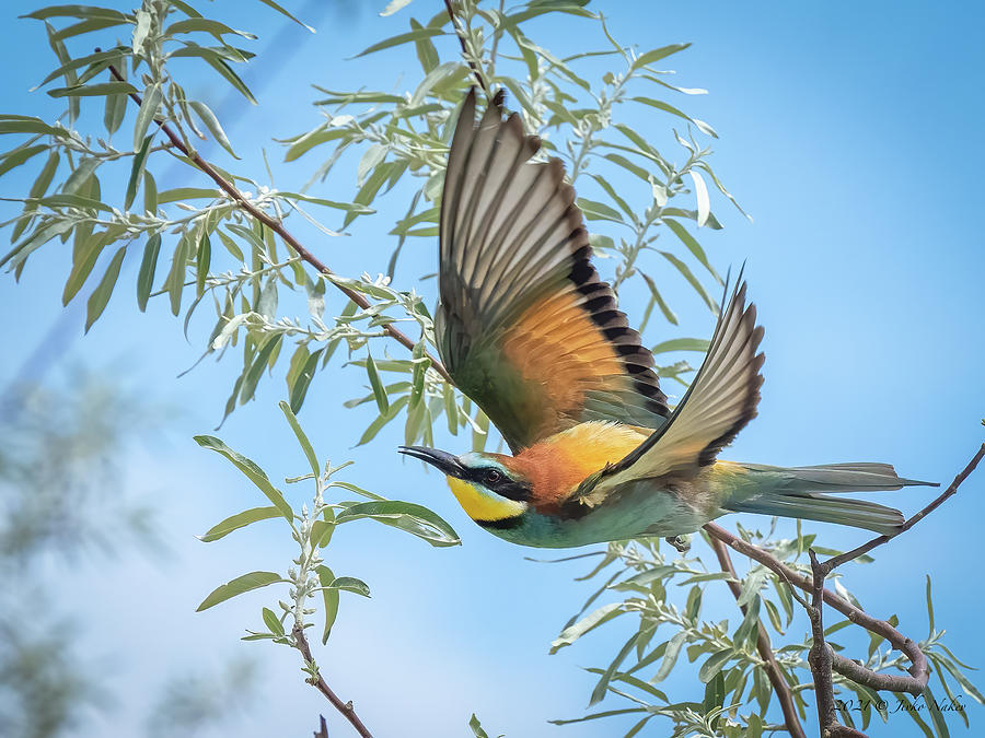 European Bee-eater - Merops Apiaster Photograph