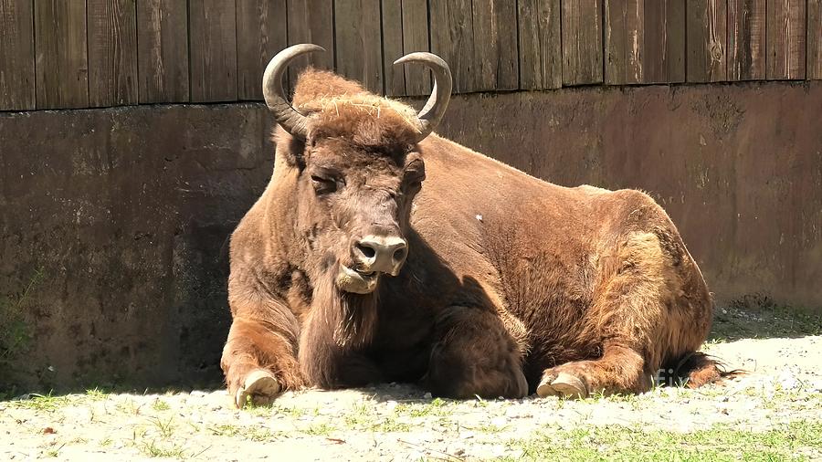 European bison sitting #2 Photograph by Benny Marty