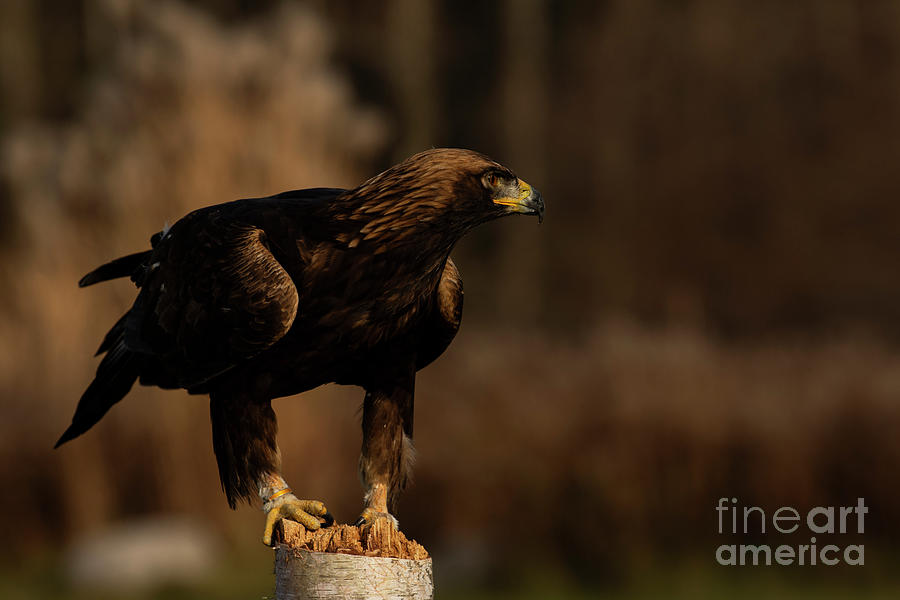 European Golden Eagle #2 Photograph by JT Lewis