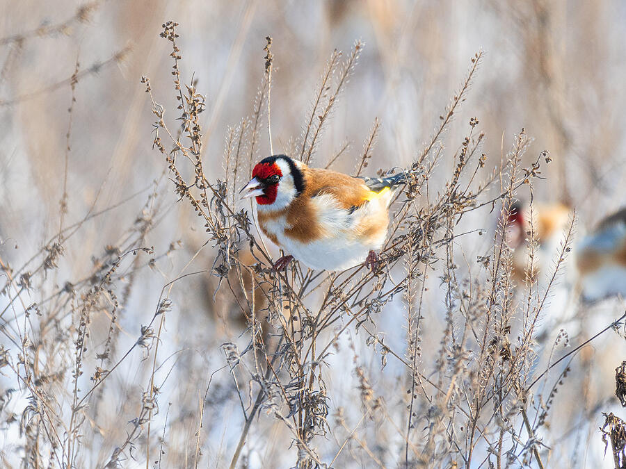 European goldfinch on the twig at wintertime #2 Photograph by TorriPhoto