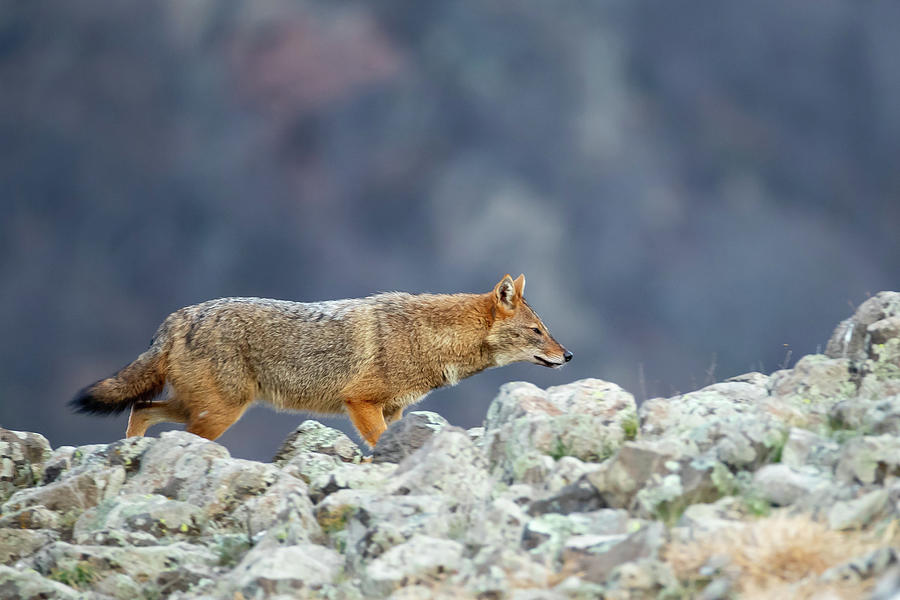 European jackal - Canis aureus moreoticus #2 Photograph by Jivko Nakev