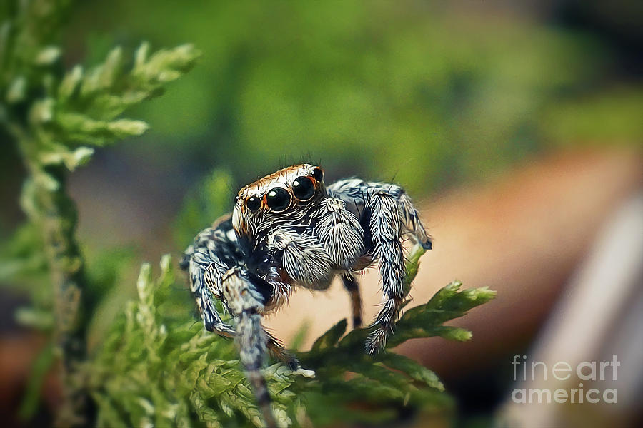 Nature Photograph - Evarcha falcata Jumping Spider #2 by Frank Ramspott