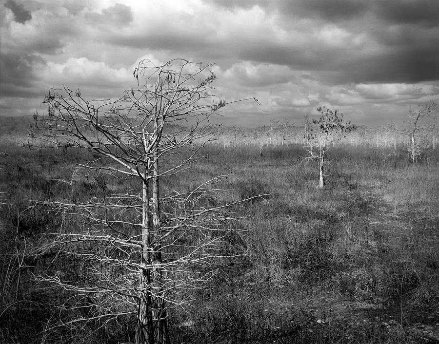 Everglades, Florida Pond cypress trees-4 Photograph by Rudy Umans
