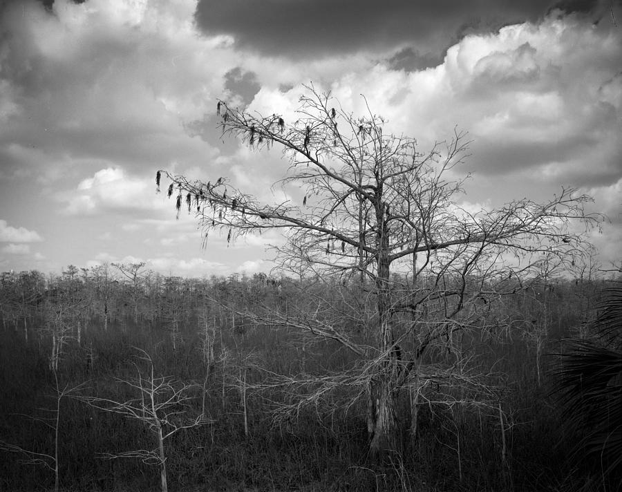 Everglades, Florida Pond cypress trees-5 #2 Photograph by Rudy Umans