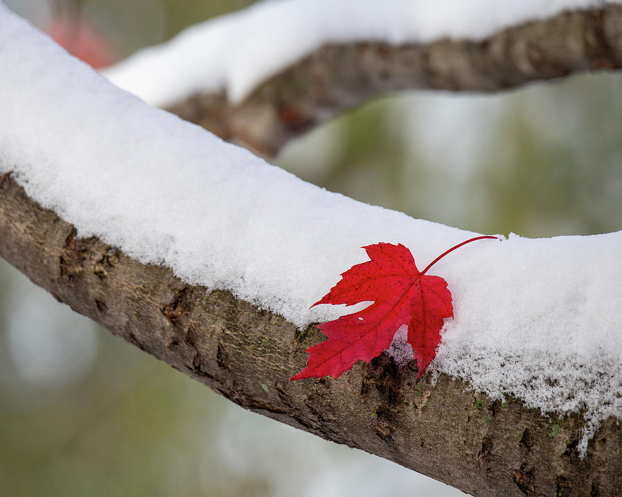 Fall and Winter by Lauri Novak Fall and Winter by Lauri Novak