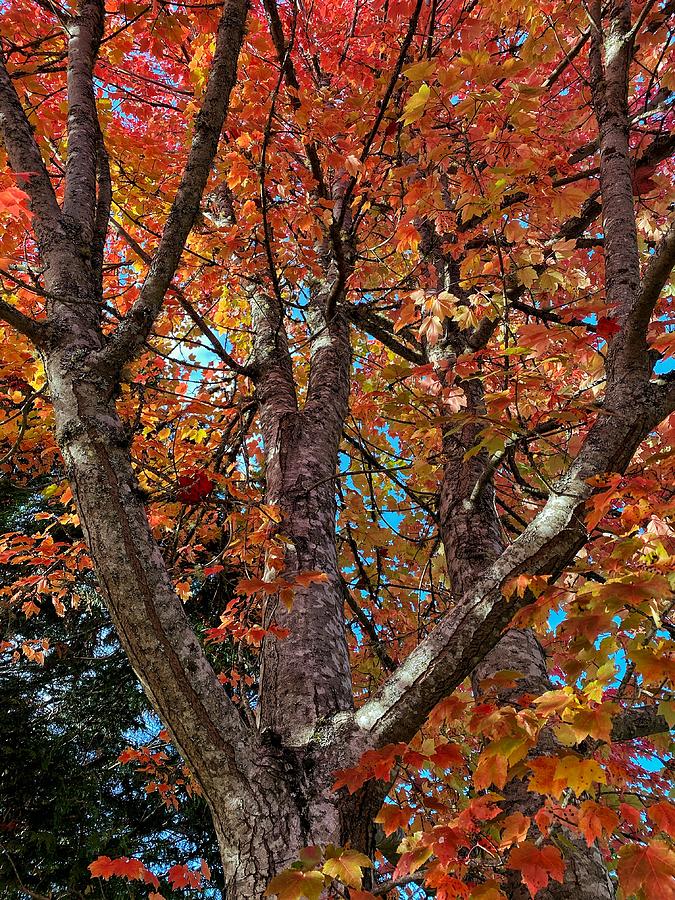 Fall Color #2 Photograph by Jerry Abbott