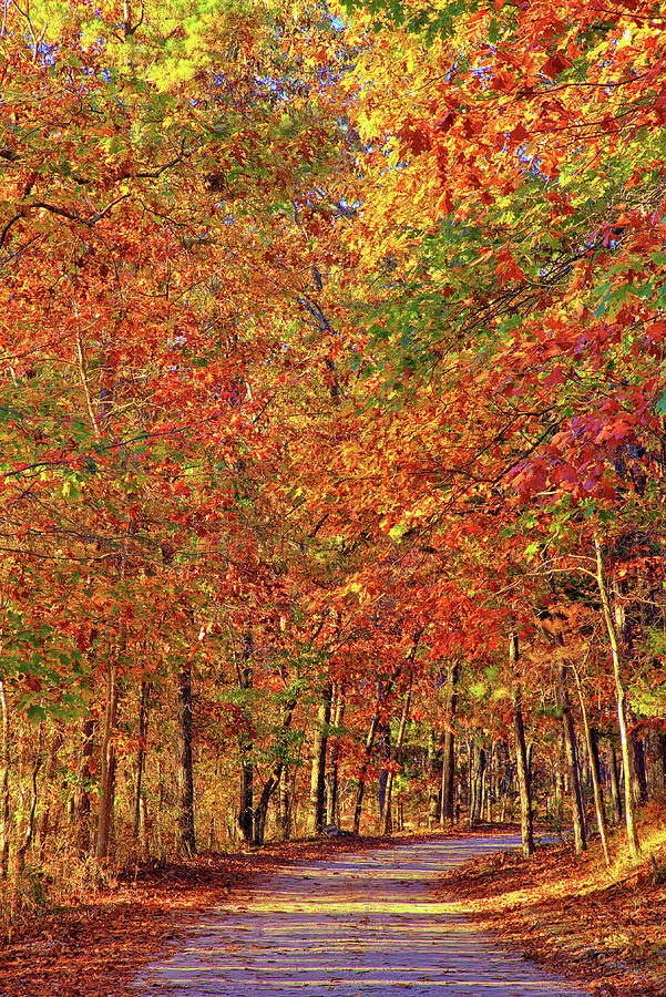 Fall Colors #2 Photograph by Bob Falcone