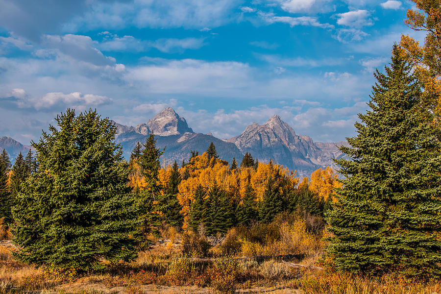 Fall Foliage at Grand Teton Photograph by Jessica Guthrie Fine Art