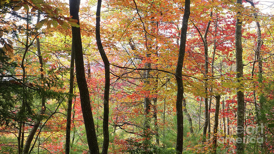 Fall Foliage #2 Photograph by Jonathan Welch