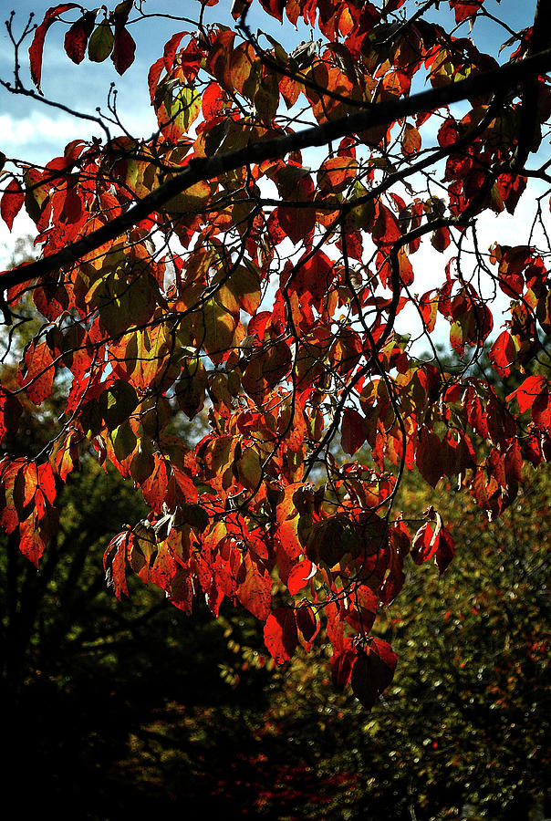 Fall Leaves #2 Photograph by George Taylor