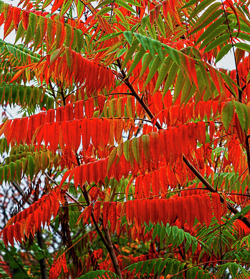Fall Leaves Sumac Photograph by Robert Ullmann Pixels