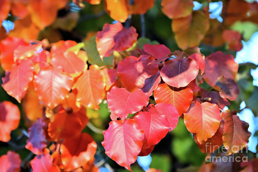 Fall Leaves #2 Photograph by Vivian Krug Cotton