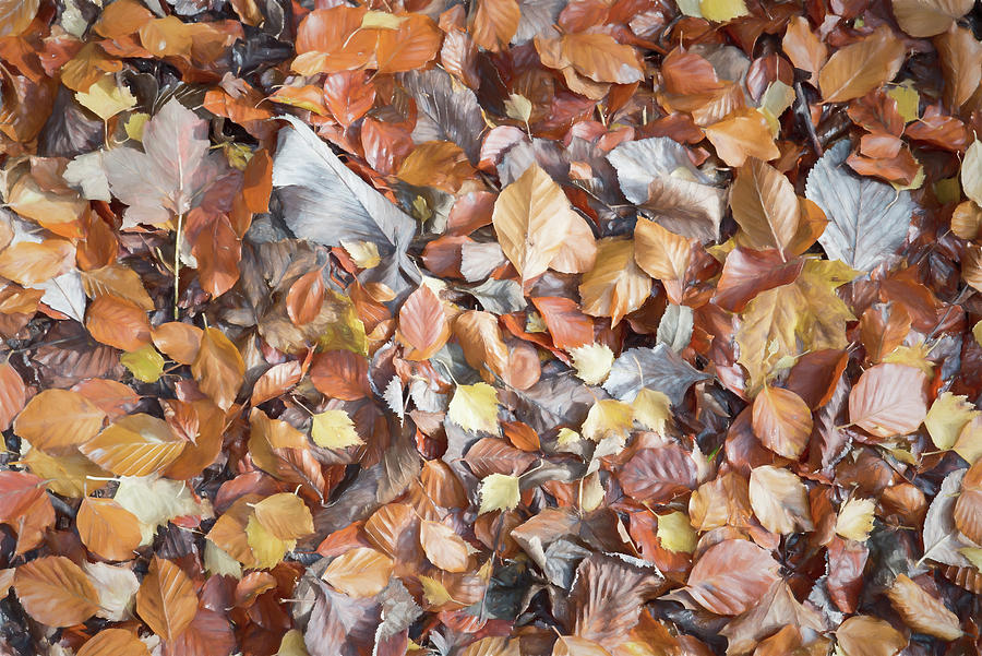 Fallen Leaves. #2 Digital Art by Roy Pedersen