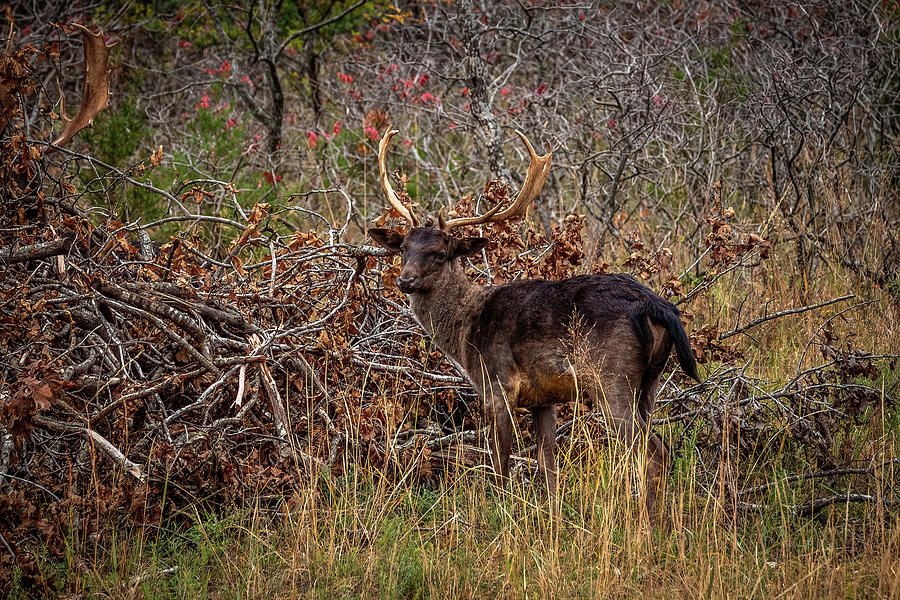 Fallow Deer #2 Photograph by Doug Long