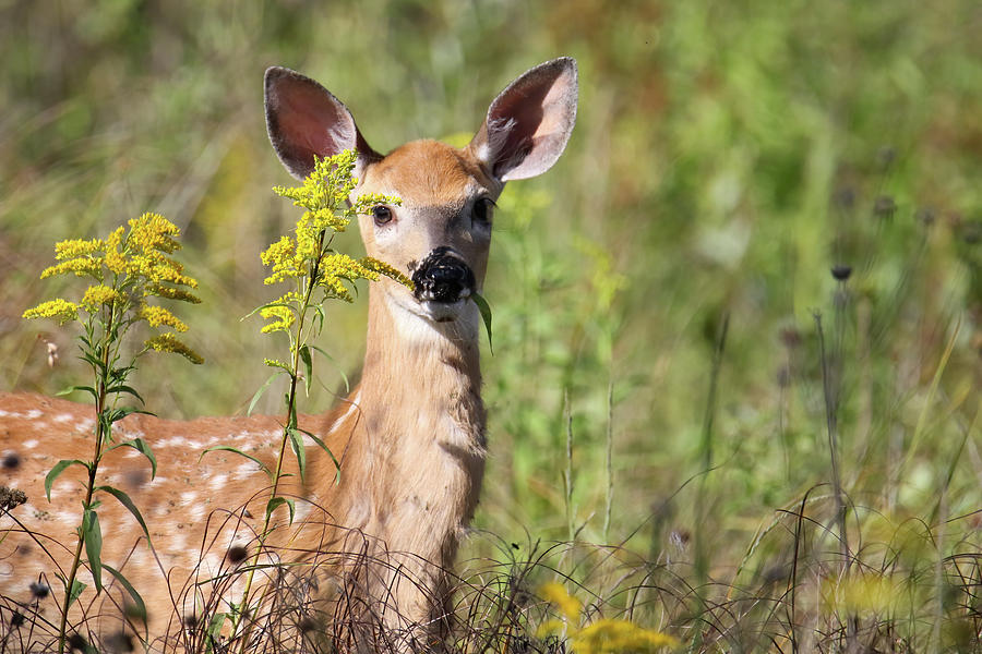 Fawn #2 Photograph by Brook Burling