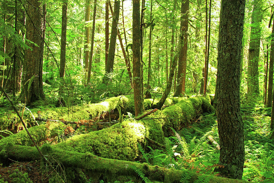 Federation Forest State Park Photograph by Jon B Martinson - Fine Art ...