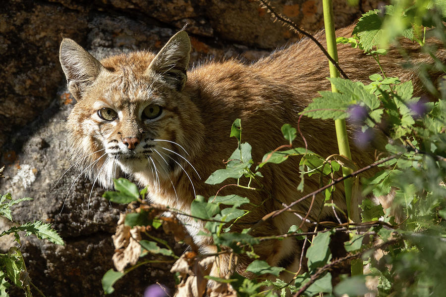 Female Bobcat Photograph By Greg Bergquist Fine Art America 7236