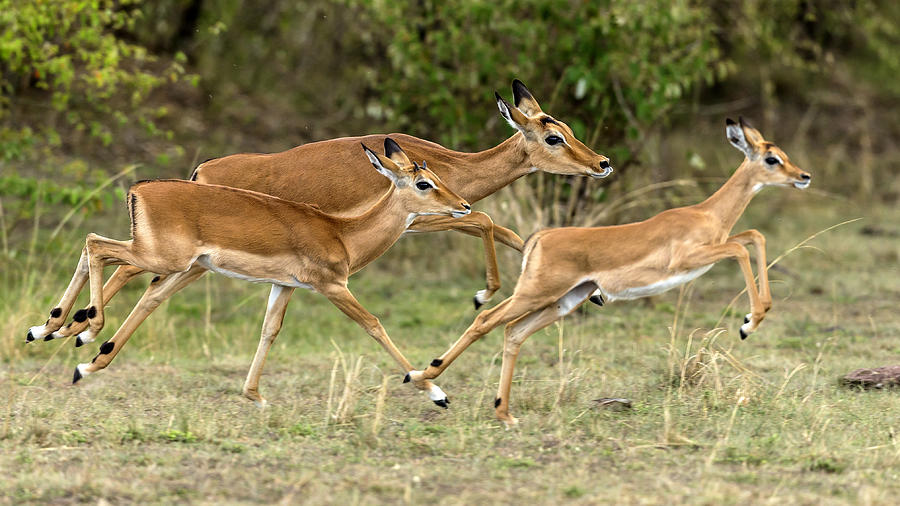 Female impalas running #2 Photograph by Manoj Shah
