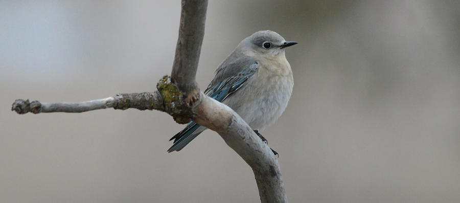 Female Mountain Bluebird Photograph by Whispering Peaks Photography ...