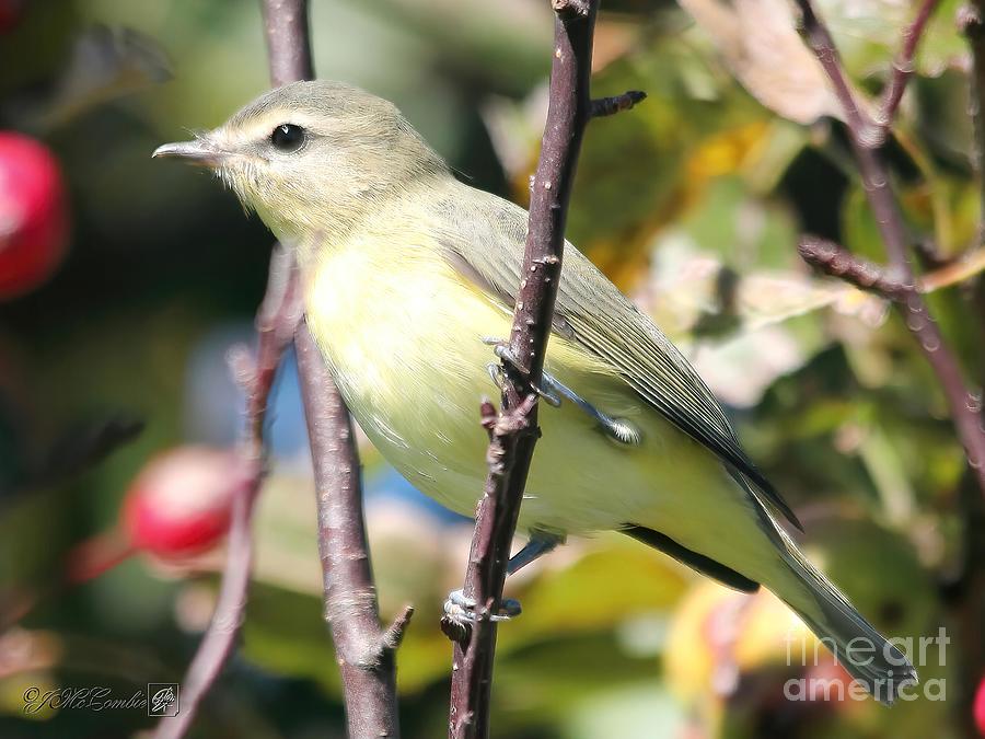 Nature Photograph - Female Tennessee Warbler #1 by J McCombie