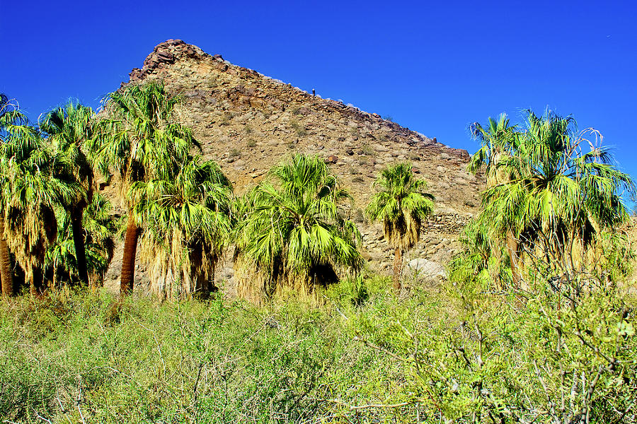 Fern Trail in Indian Canyons near Palm Springs, California  #3 Photograph by Ruth Hager