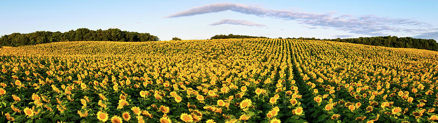 Field of Sunflowers PANO #2 Photograph by Brook Burling
