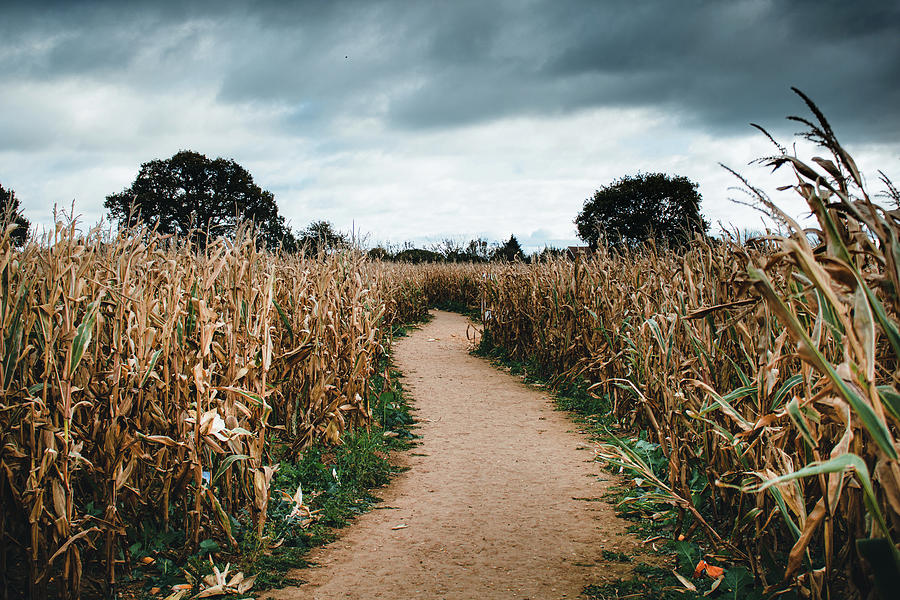 Fields Of Corn Photograph