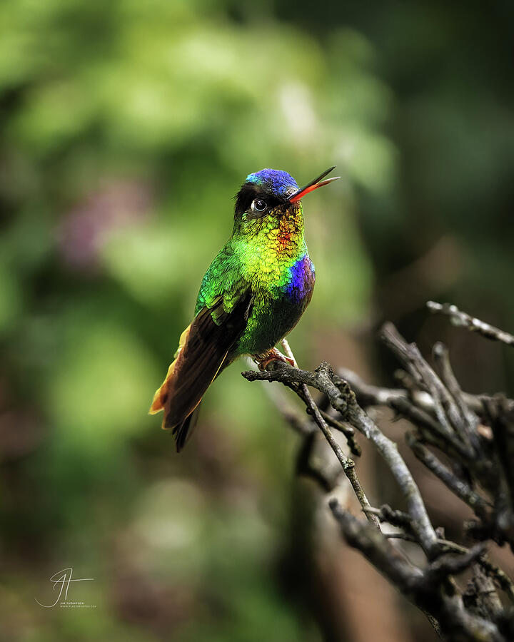 Bird Photograph - Fiery-throated Hummer by Jim Thompson Bird Photograph - Fiery-throated Hummer by Jim Thompson